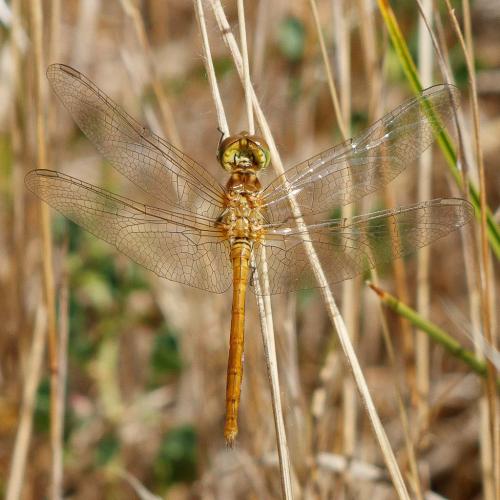 Sympetrum meridionale